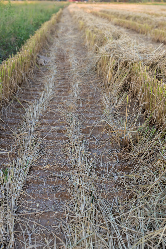 Fototapeta premium Wheel tracks on the soil. Tire in the soil on Rice fields after the rice is harvested. Tire trace tracks car on a soil. Rural road in Rice fields after the rice is harvested.. Off road dirty track.