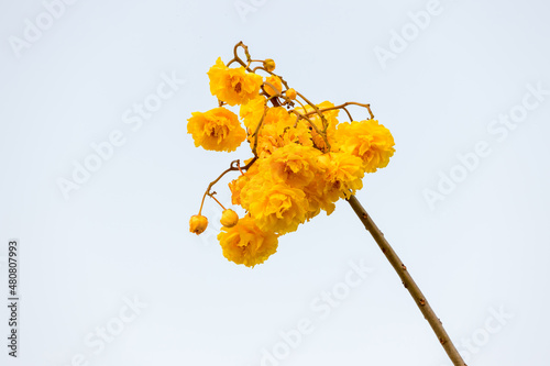 Yellow Silk Cotton flower, Scientific name is Cochlospermum religiosum Alston. silk-cotton tree, buttercup tree. yellow silk cotton or torchwood flower photo