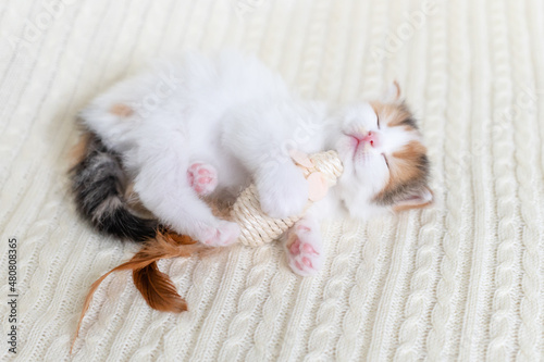 little cute kitten cat playing with a toy mouse at home on a white background. High quality photo