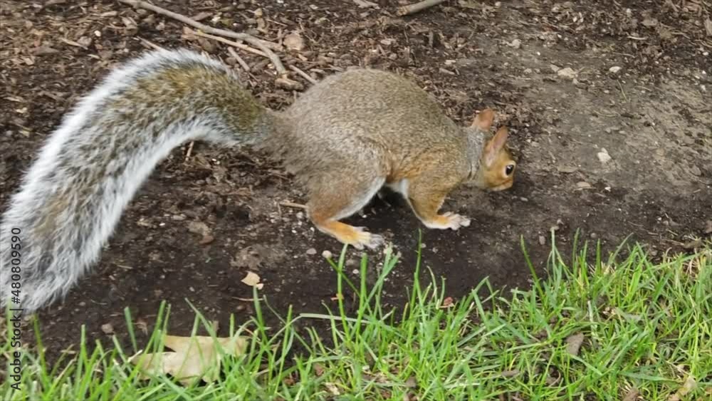 Squirrel with brown fur on a green lawn. Slow motion
