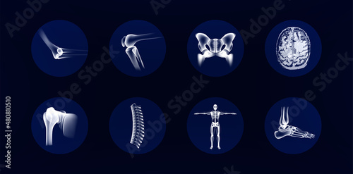 Collection of images of human joints and bones, orthopedic icons. elbow, knee, hip, shoulder, spine, ankle, brain mri and human skeleton in x-ray style. Orthopedic icons. Bones anatomy set. Vector photo