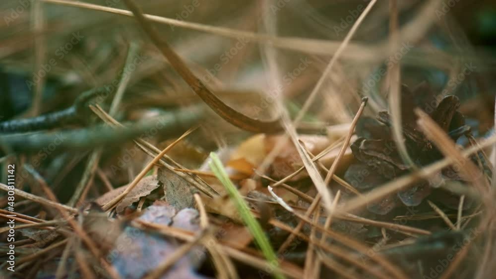 Dangerous ant crawling in forest on brown wild leaves ground. Insect calm life.