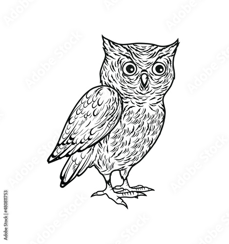 Vector illustration of an owl