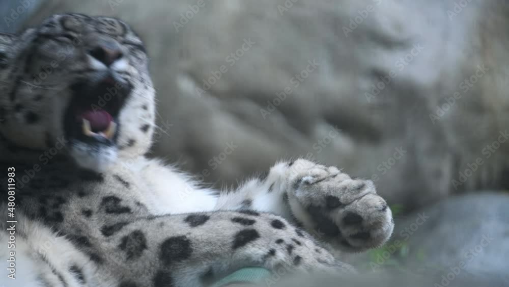 Snow Leopard 