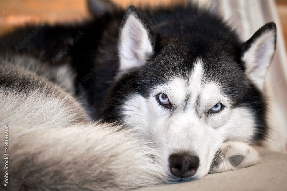Siberian husky dog lies on the couch and looks at the camera