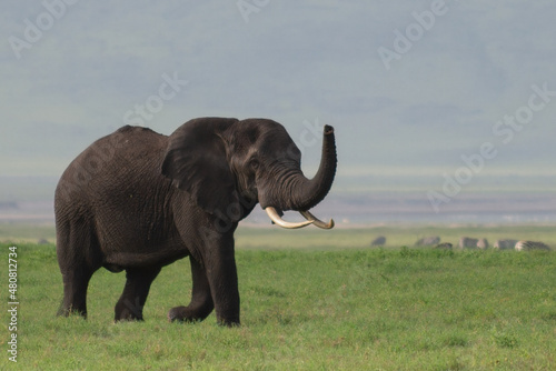 Elephant in Ngorongoro © Karianne