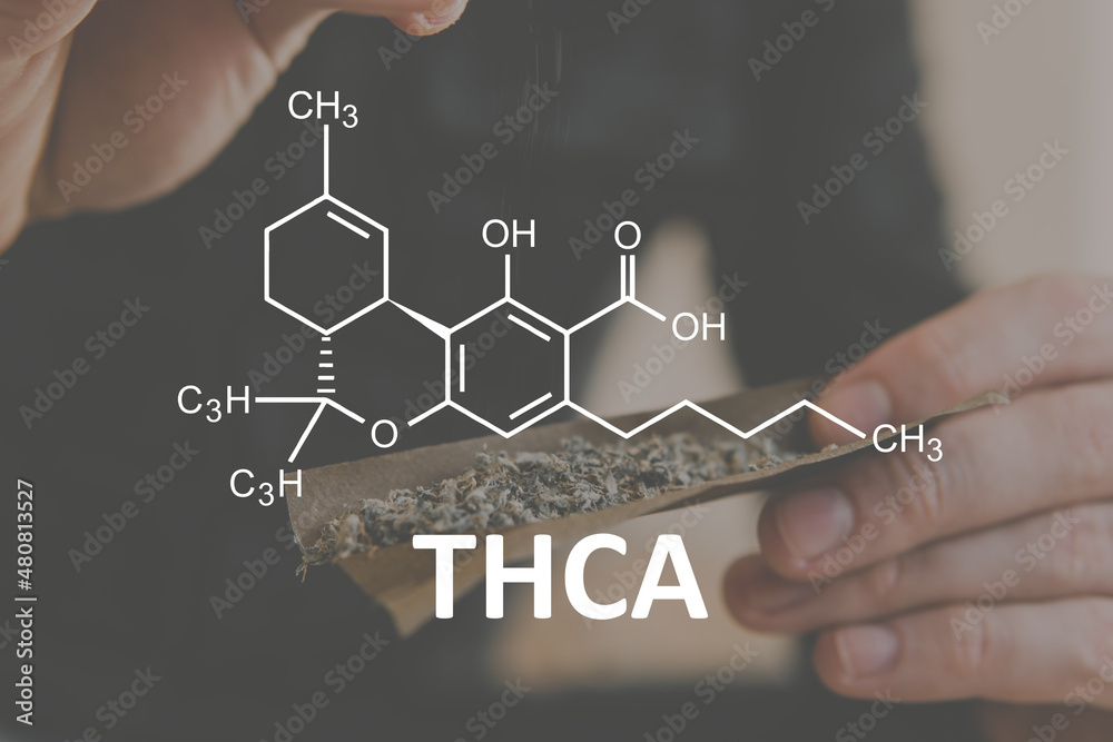 Cannabis plants chemical formula. THCA with Cannabidiol molecule. Tetrahydrocannabinolic acid - obrazy, fototapety, plakaty 