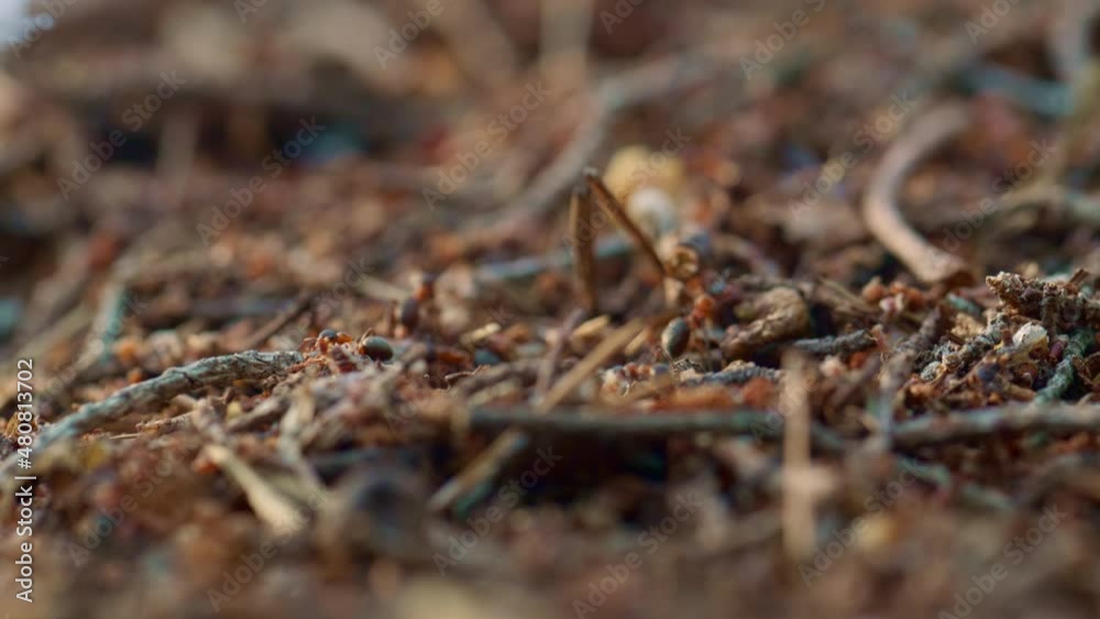 Tiny ants crawling in nest on brown autumn season ground grass in macro forest. Tiny ants crawling in nest on brown autumn season ground grass in macro forest.