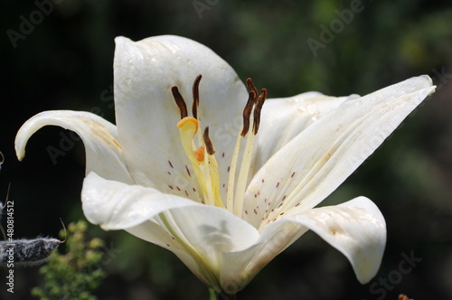A blooming flower of a white garden lily with large stamens.