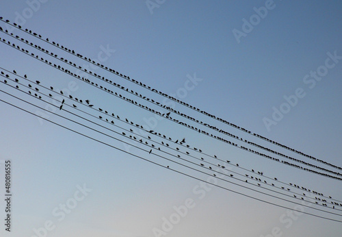 電線の鳥