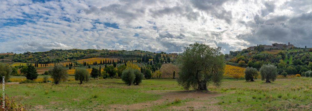 Fototapeta premium Walking on hills near Abbazia Sant'Antimo, Montalcino, Tuscany, Italy. Tuscan landscape with cypress trees, vineyards, forests and olive trees in autumn.