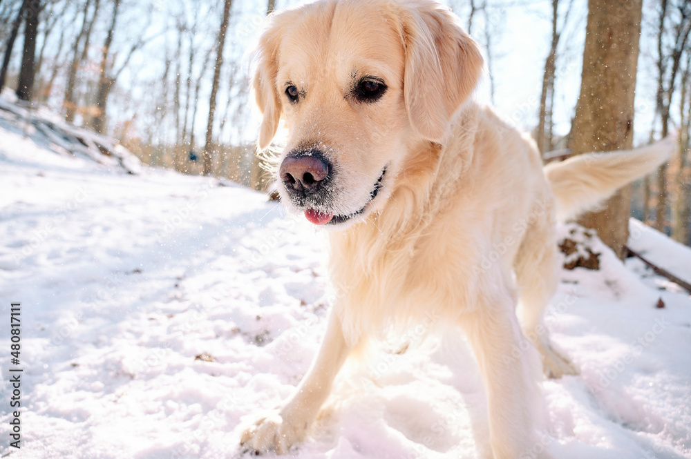 A Golden Retriever is enjoying fresh winter snow on a hiking trail in the woods of Sewickley, a Pittsburgh suburb in Western Pennsylvania. The beige-colored dog is jumping for joy in snow flakes.