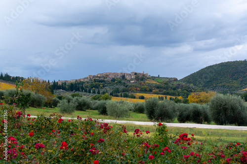 Walking on hills near Abbazia Sant Antimo  Montalcino  Tuscany  Italy. Tuscan landscape with cypress trees  vineyards  forests and olive trees in autumn.
