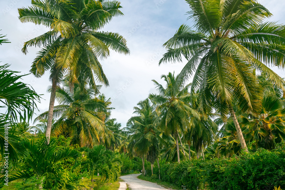 Hike along the jungle trail lined with palm trees and lots of greenery on La Digue Island in the Seychelles