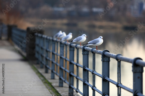 Stado mew na poręczy nad rzeką Odrą we Wrocławiu.