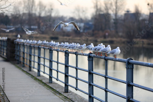 Stado mew na poręczy nad rzeką Odrą we Wrocławiu.