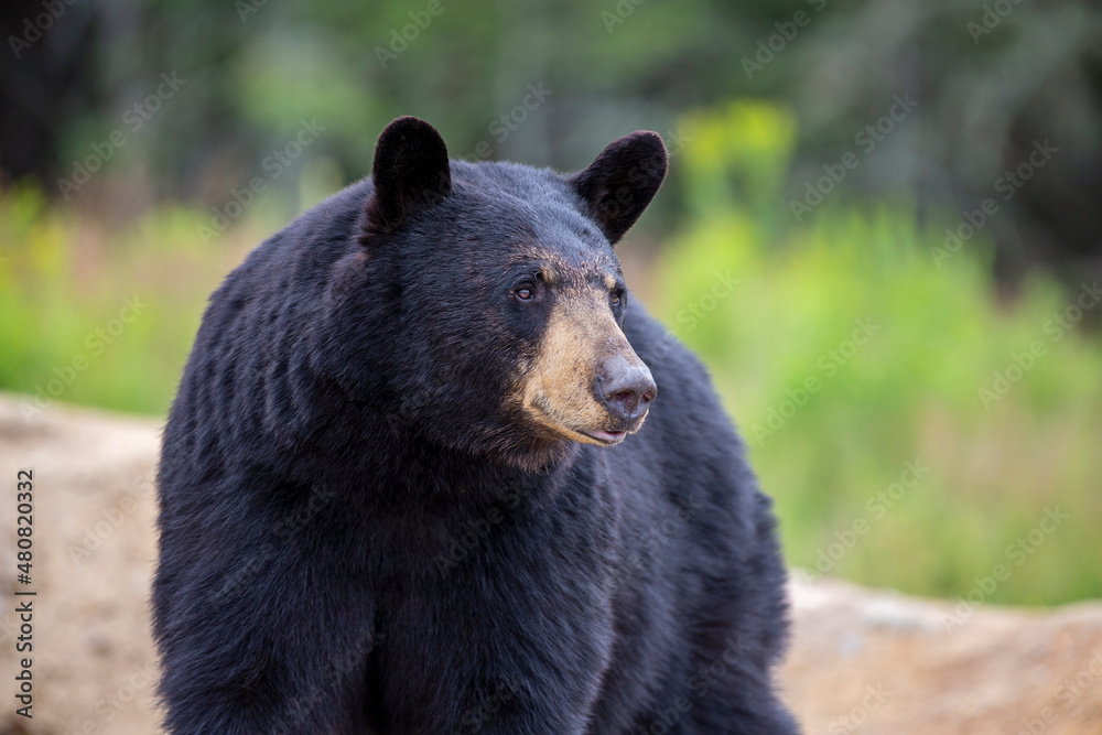 Closeup of standing black bear with a forest background Closeup of standing black bear with a forest background