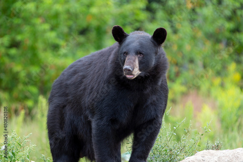 Standing black bear on green forest background