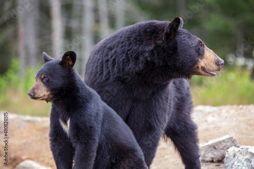 Mother and cub black bears on a forest background