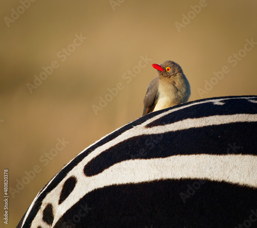 Canvastavla Red-billed Oxpecker - Buphagus erythrorhynchus passerine bird in Buphagidae, nat