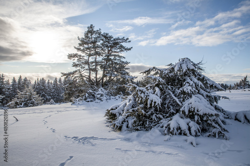 snow covered trees near Albstadt Germany 