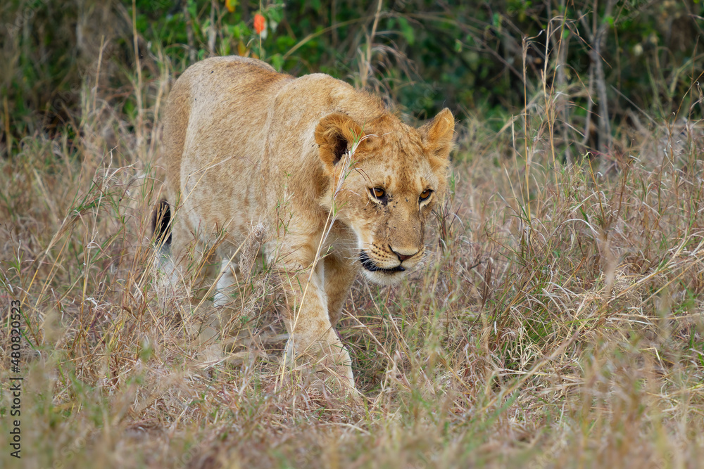 Lion - Panthera leo king of the animals. Lion - the biggest african cat, two (pair) lion kittens play in the bush in Masai Mara National Park in Kenya Africa. Beautiful young cat in the grass Lion - Panthera leo king of the animals. Lion - the biggest african cat, two (pair) lion kittens play in the bush in Masai Mara National Park in Kenya Africa. Beautiful young cat in the grass