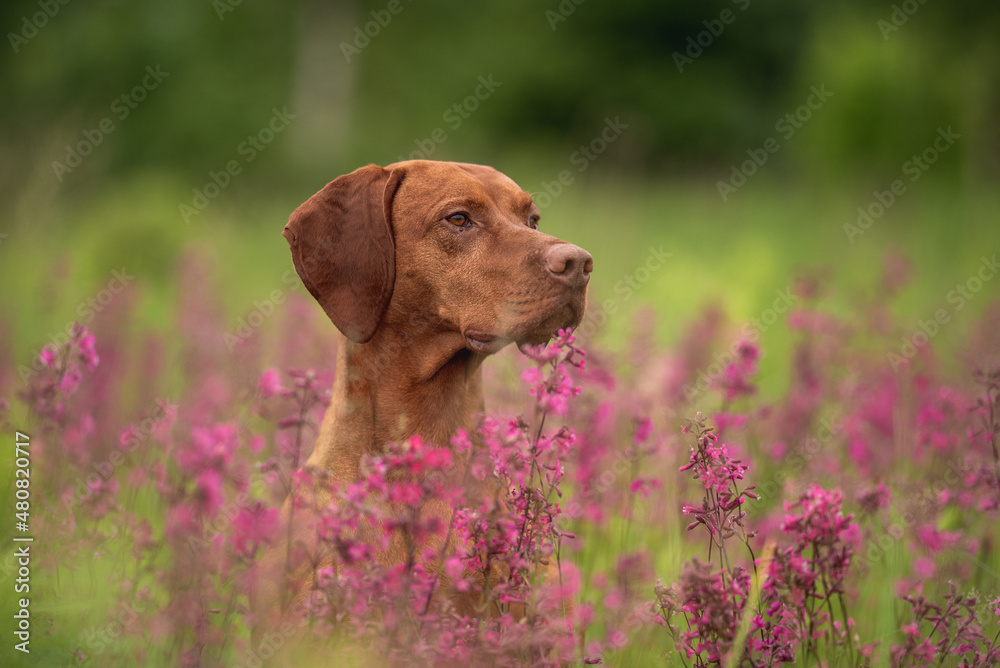Close-up portrait of a Hungarian vizsla among pink flowers on a cloudy spring day Close-up portrait of a Hungarian vizsla among pink flowers on a cloudy spring day
