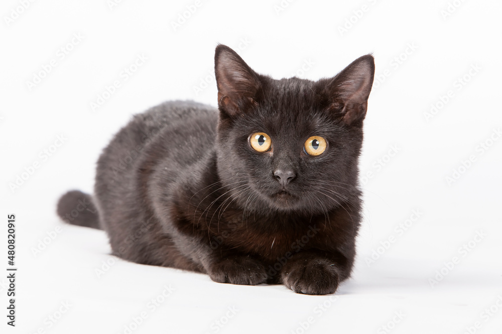 Black Kitten Playing  With Yarn Against A White Background In A Studio Environment