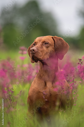 Close-up portrait of a Hungarian vizsla among pink flowers on a cloudy spring day