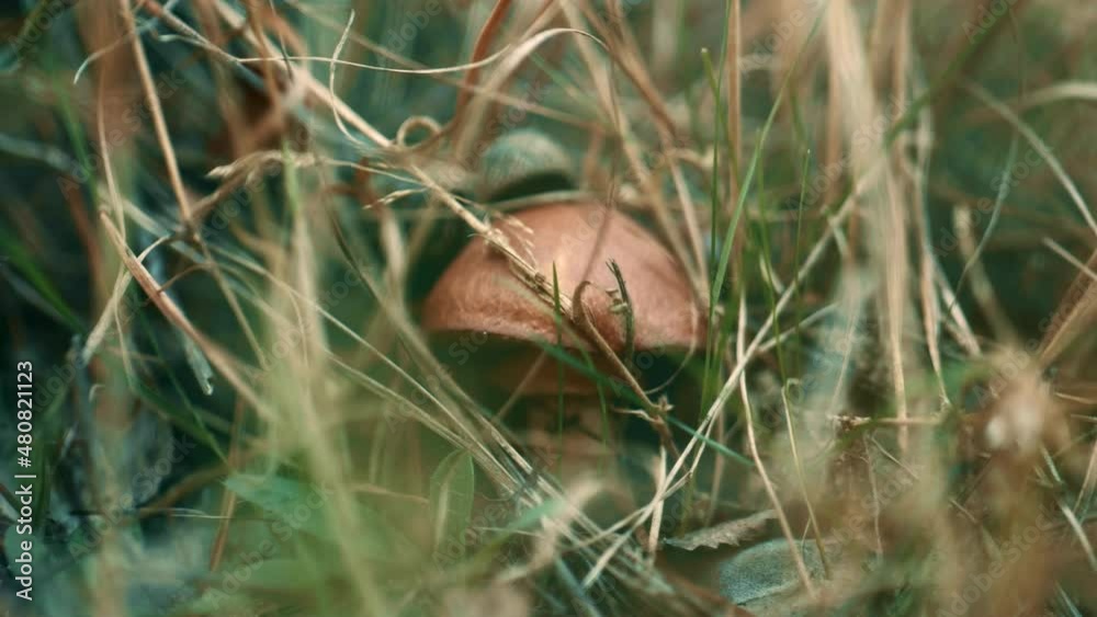 Mushroom growing forest outdoors in macro natural autumn woodland calmness. Mushroom growing forest outdoors in macro natural autumn woodland calmness.