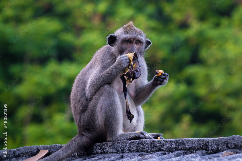 Obraz premium bali, macaque, wildlife photography, jungle wildlife, cambodia monkeys, brown monkey, long tailed macaque, cheeky monkeys, baby monkey eating, angkor monkeys, bali monkeys, rabies danger, asian monkey