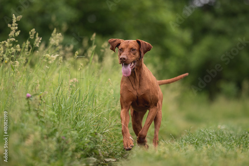 A muscular Hungarian Vizsla dog running across a green field on a cloudy spring day. Paws in the air. The mouth is open.