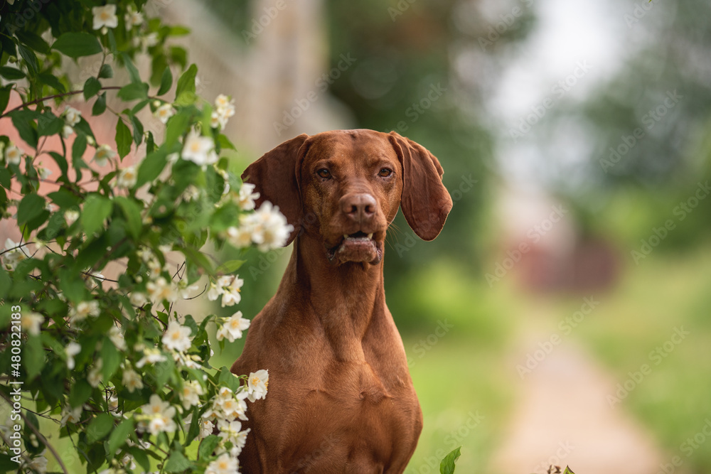 Muscular Hungarian Vizsla dog among white jasmine flowers on a cloudy spring day