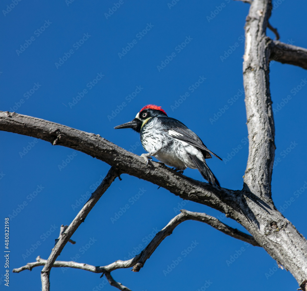 An Acorn Woodpecker Perched on a Branch An Acorn Woodpecker Perched on a Branch