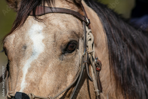 The Face of a Beautiful Horse Wearing a Bridle with a Very Good Look at its Pretty Eye © Gary Peplow