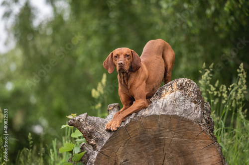 Muscular Hungarian Vizsla dog posing on a fallen tree on a bright summer day