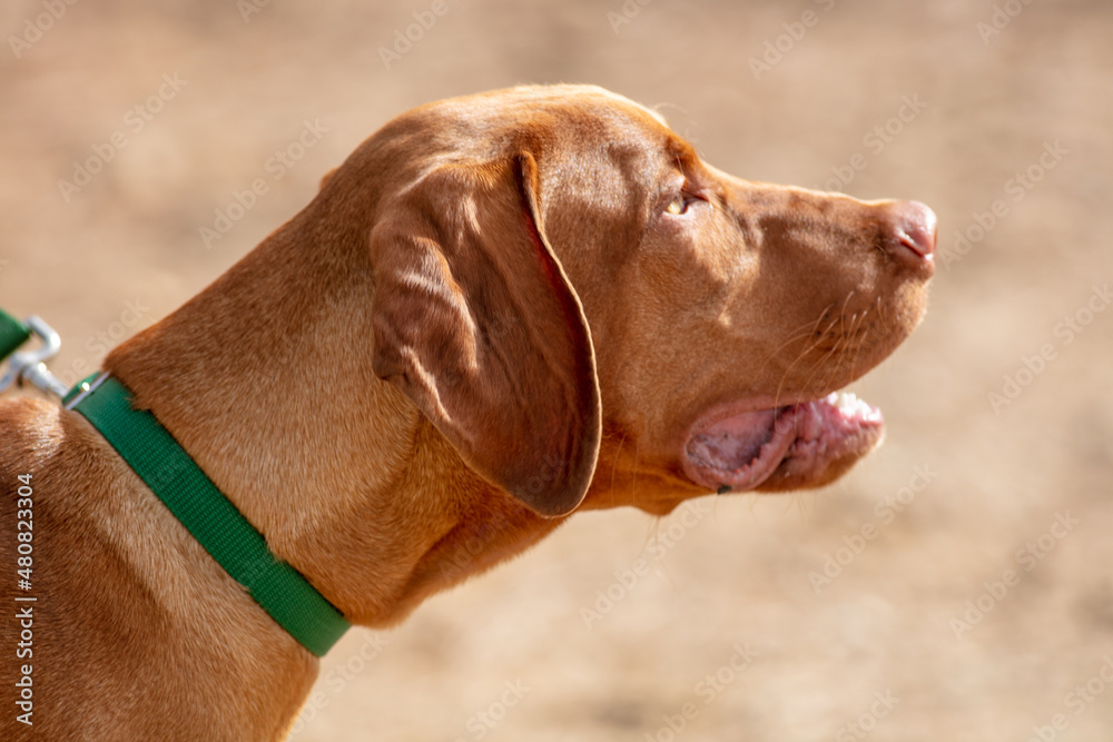 A Redbone Coonhound Dog Puppy on a Leash and Ready to Hit the Trail for a Hike A Redbone Coonhound Dog Puppy on a Leash and Ready to Hit the Trail for a Hike