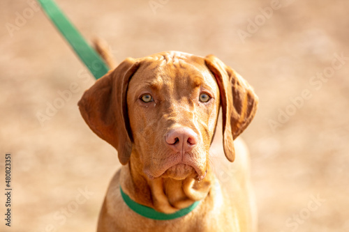 A Redbone Coonhound Dog Puppy on a Leash and Ready to Hit the Trail for a Hike photo