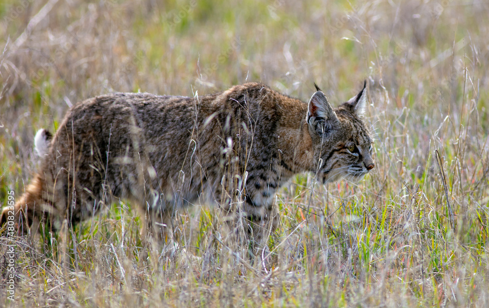 Obraz premium A Bobcat in a Grassy Field Hunting for Food