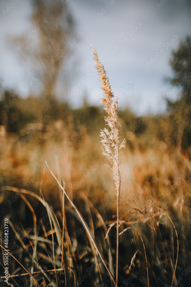 Fototapeta premium grass in the wind