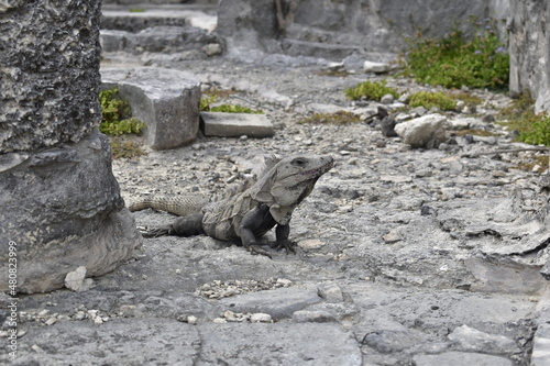 iguana en su naturaleza photo