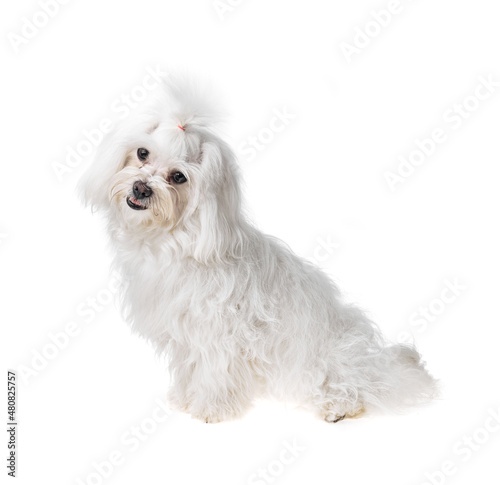 Beautiful and cute white bichon maltese dog over isolated background. Studio shoot of purebreed bichon puppy.