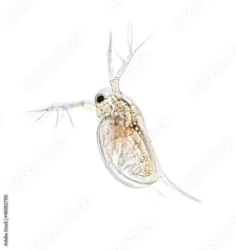 Microscopic image of zooplankton Water Flea Daphnia