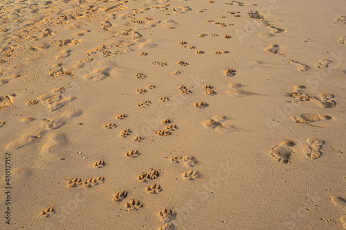 Dog footprints on sand beach in sunny day