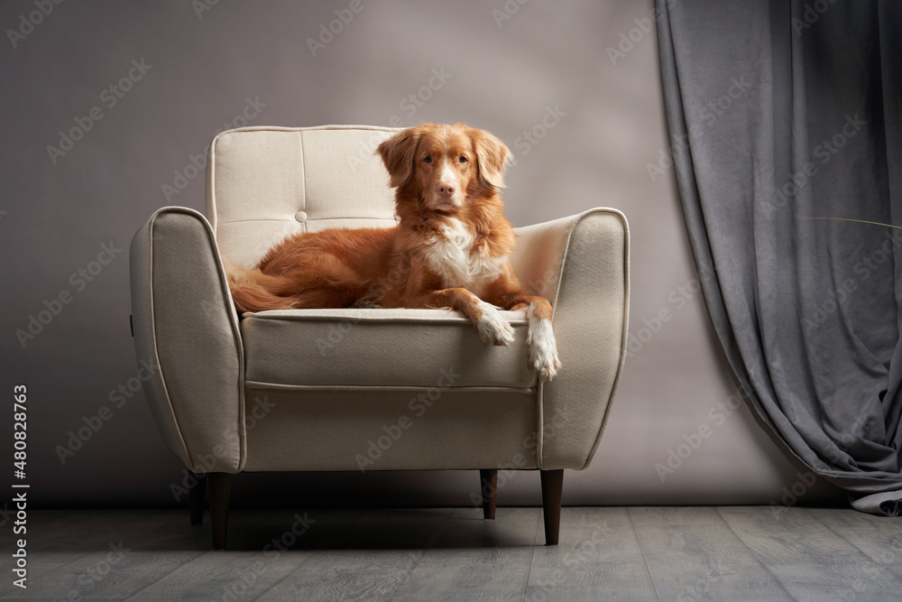 dog on a chair. Nova Scotia duck tolling retriever at home. Pet indoor - obrazy, fototapety, plakaty 