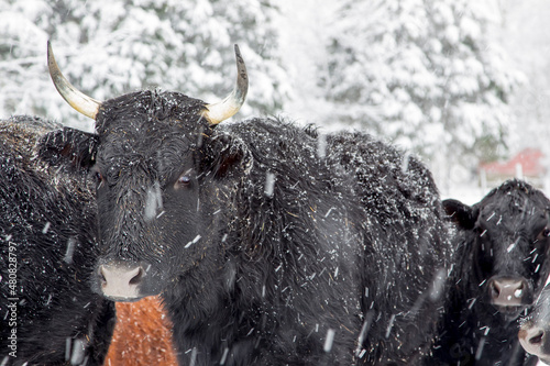 Cows bear the winter snow in a field