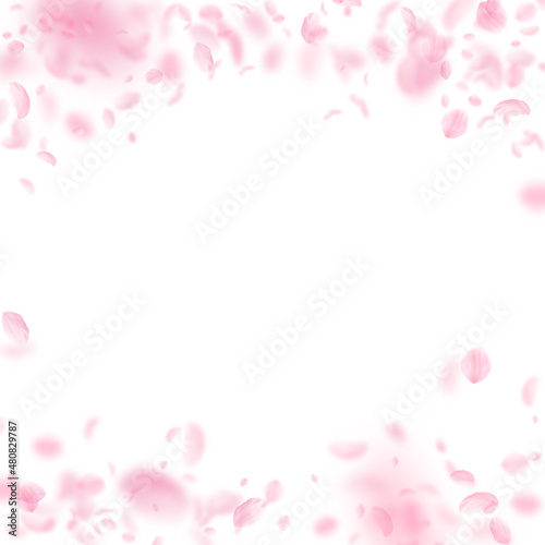Sakura petals falling down. Romantic pink flowers falling rain. Flying petals on white square background. Love, romance concept. Magnetic wedding invitation. © Begin Again