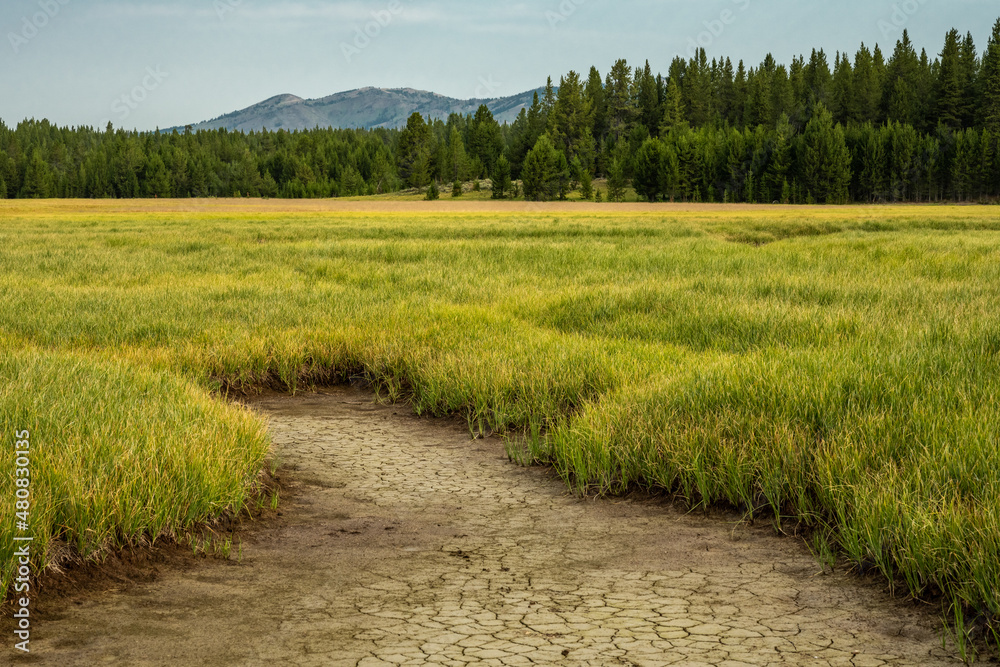 Meadow Turns To Forest to Rolling Hills and Mountains Meadow Turns To Forest to Rolling Hills and Mountains