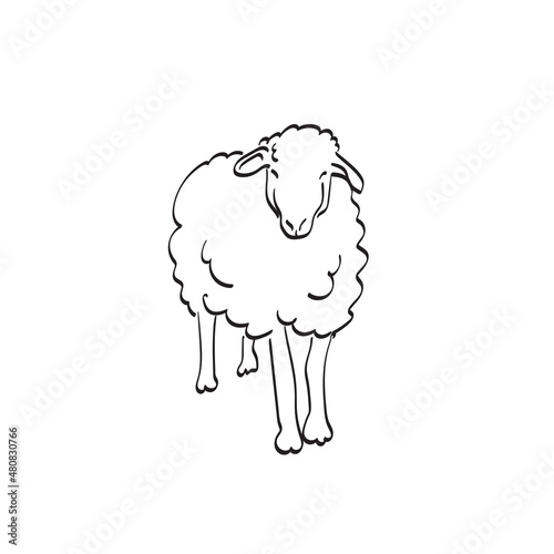 full length of sheep in front view illustration vector hand drawn isolated on white background line art.