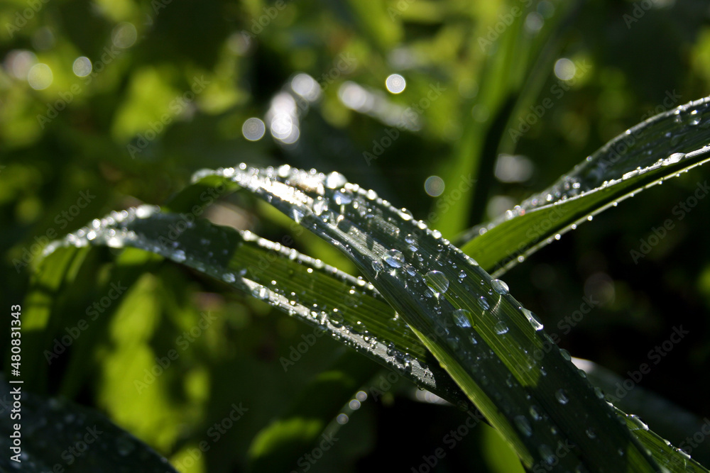 Dewdrops on green grass